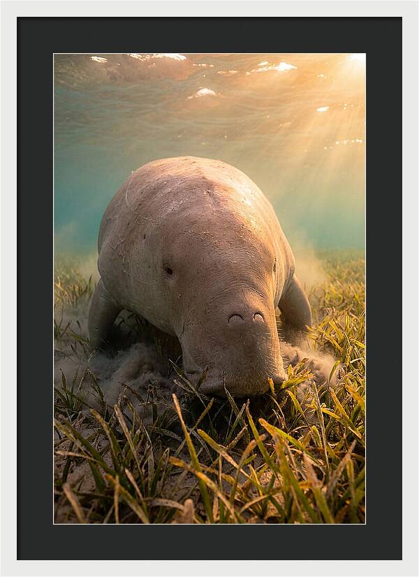 Dugong Swimming Through Seagrass