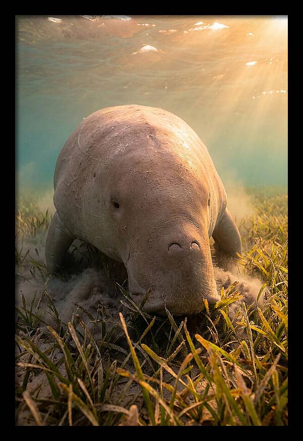 Dugong Swimming Through Seagrass