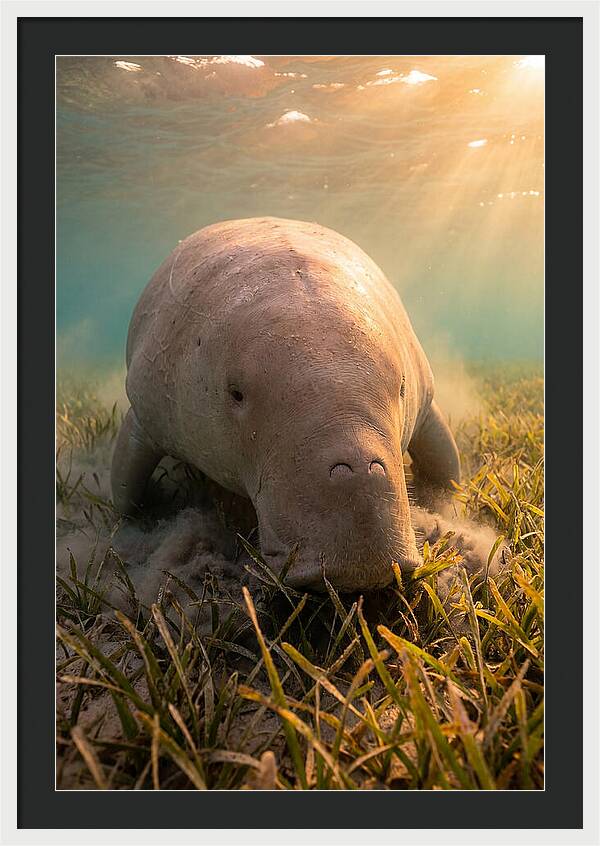 Dugong Swimming Through Seagrass