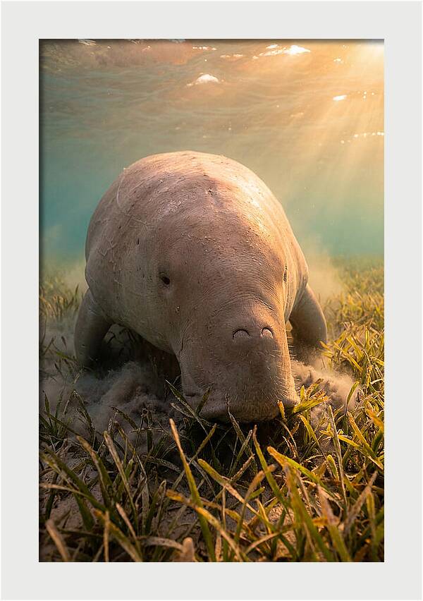 Dugong Swimming Through Seagrass