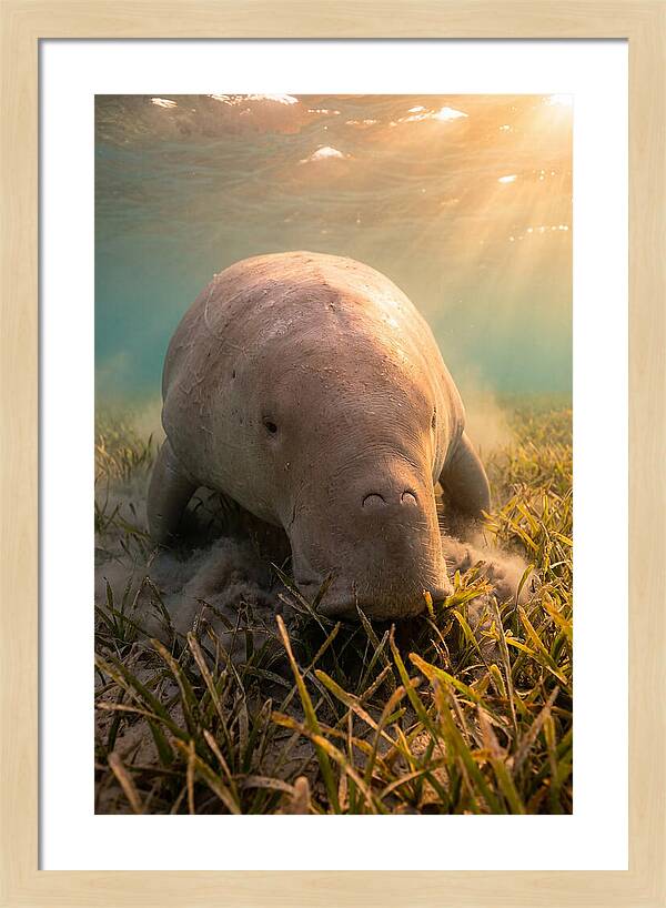 Dugong Swimming Through Seagrass