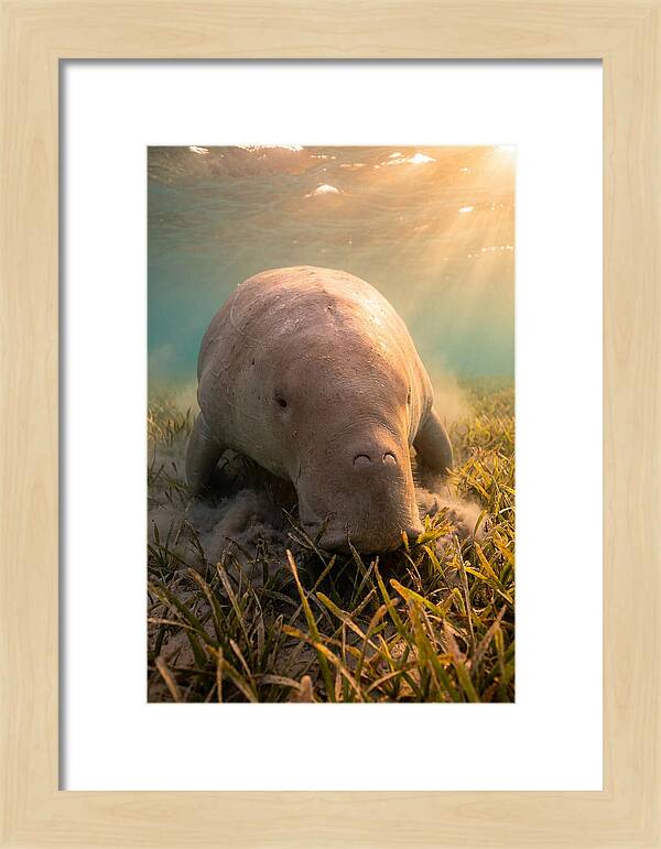 Dugong Swimming Through Seagrass