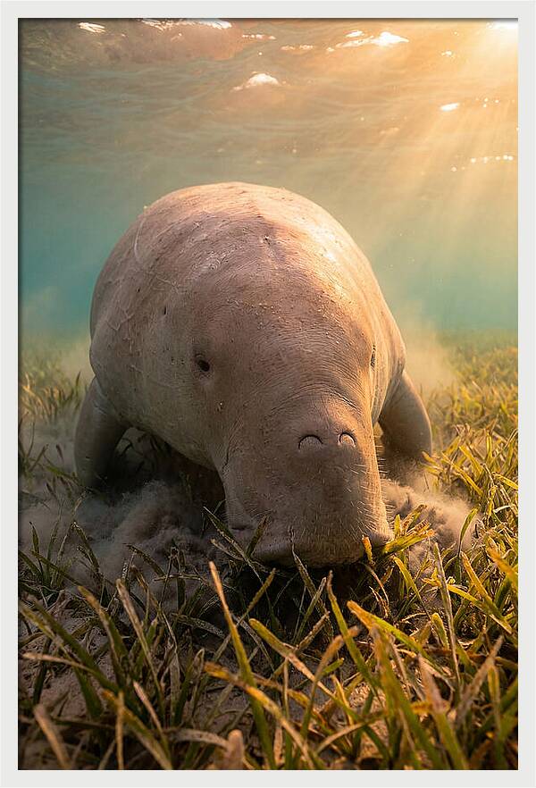 Dugong Swimming Through Seagrass