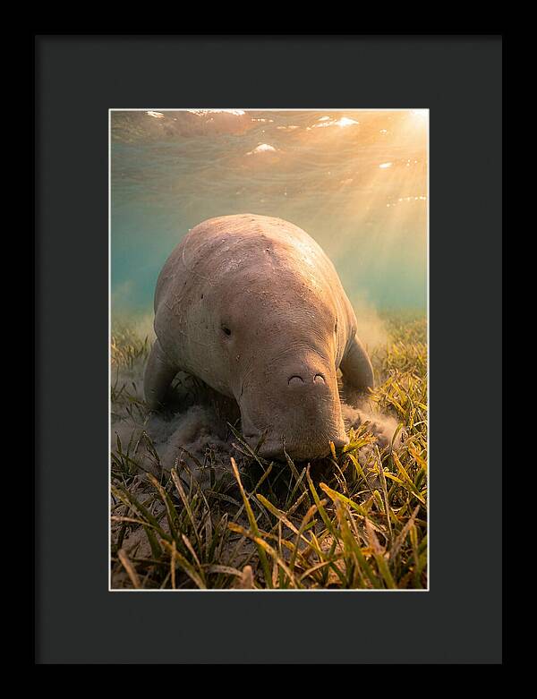 Dugong Swimming Through Seagrass