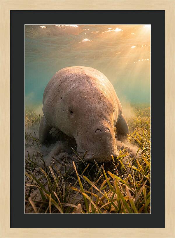 Dugong Swimming Through Seagrass