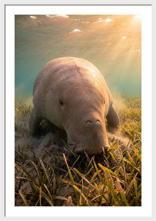 Dugong Swimming Through Seagrass