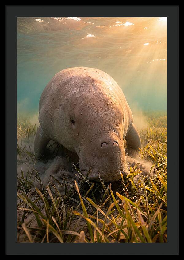 Dugong Swimming Through Seagrass
