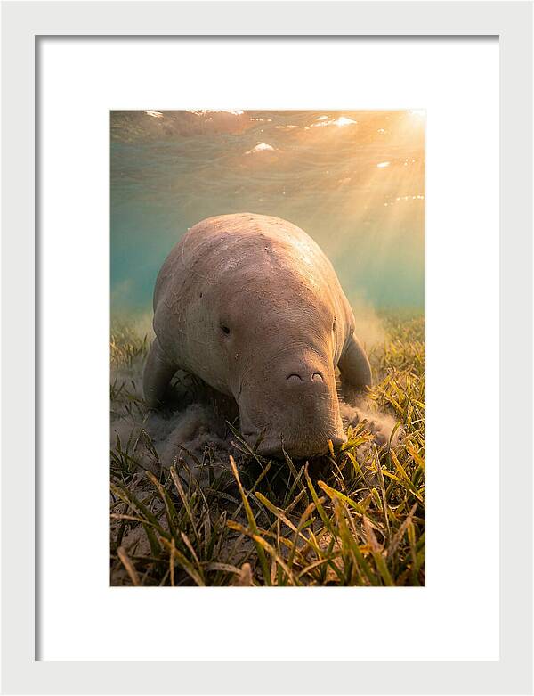 Dugong Swimming Through Seagrass