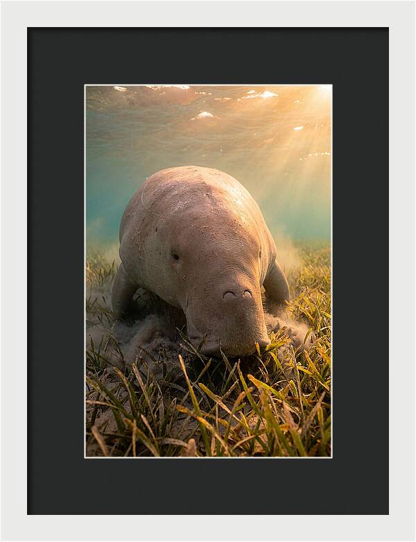 Dugong Swimming Through Seagrass