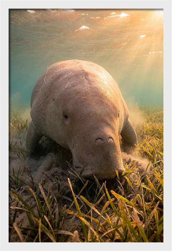 Dugong Swimming Through Seagrass