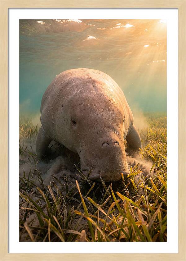 Dugong Swimming Through Seagrass
