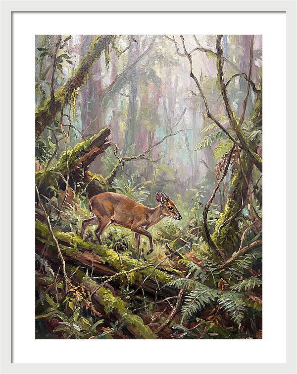 Duiker In The Misty Forest