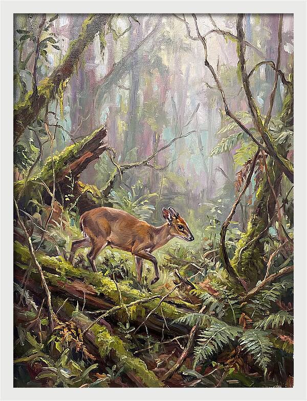 Duiker In The Misty Forest