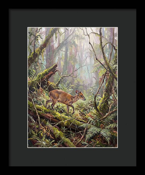 Duiker In The Misty Forest