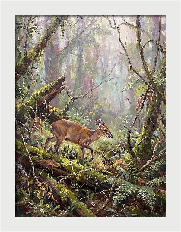 Duiker In The Misty Forest