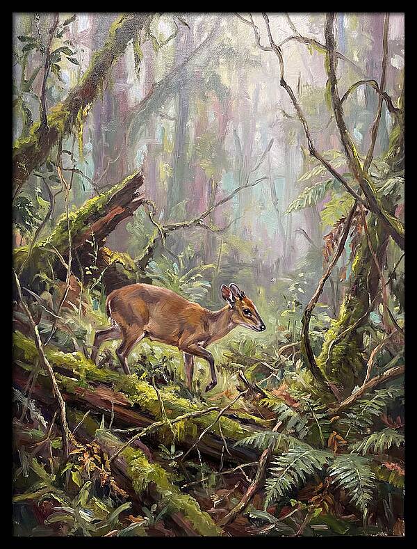 Duiker In The Misty Forest