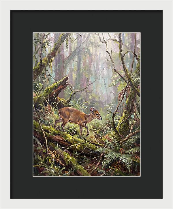 Duiker In The Misty Forest