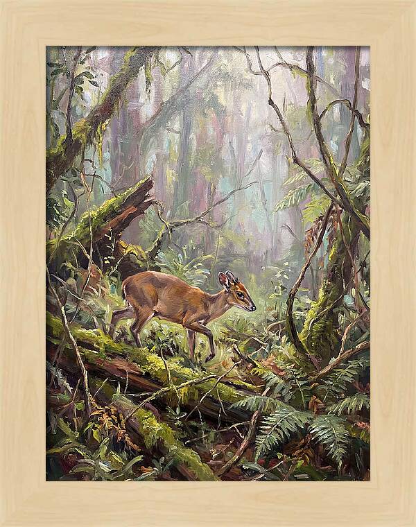 Duiker In The Misty Forest