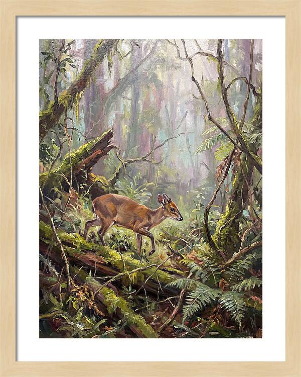 Duiker In The Misty Forest