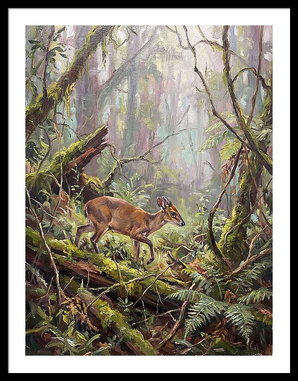 Duiker In The Misty Forest