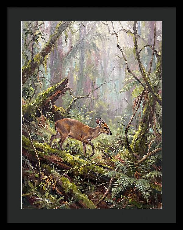 Duiker In The Misty Forest