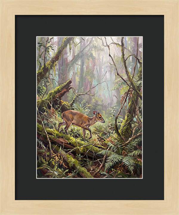 Duiker In The Misty Forest