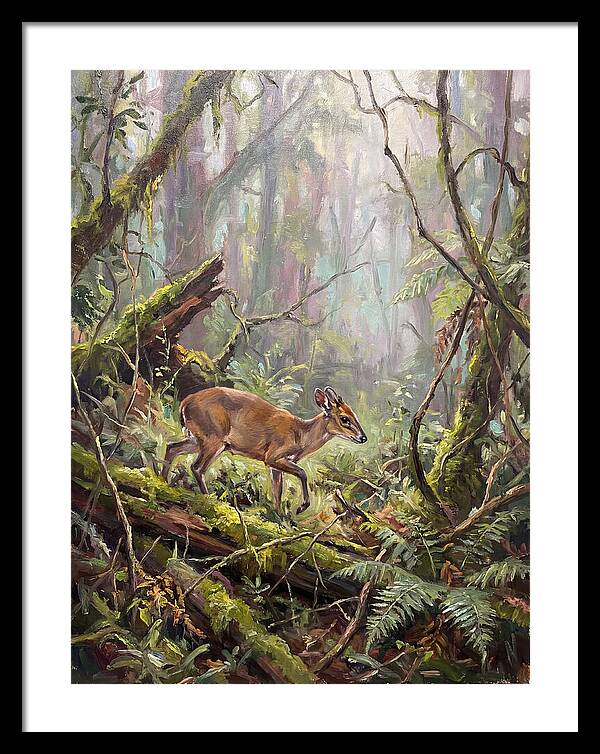 Duiker In The Misty Forest