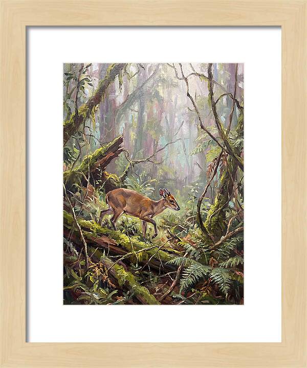 Duiker In The Misty Forest