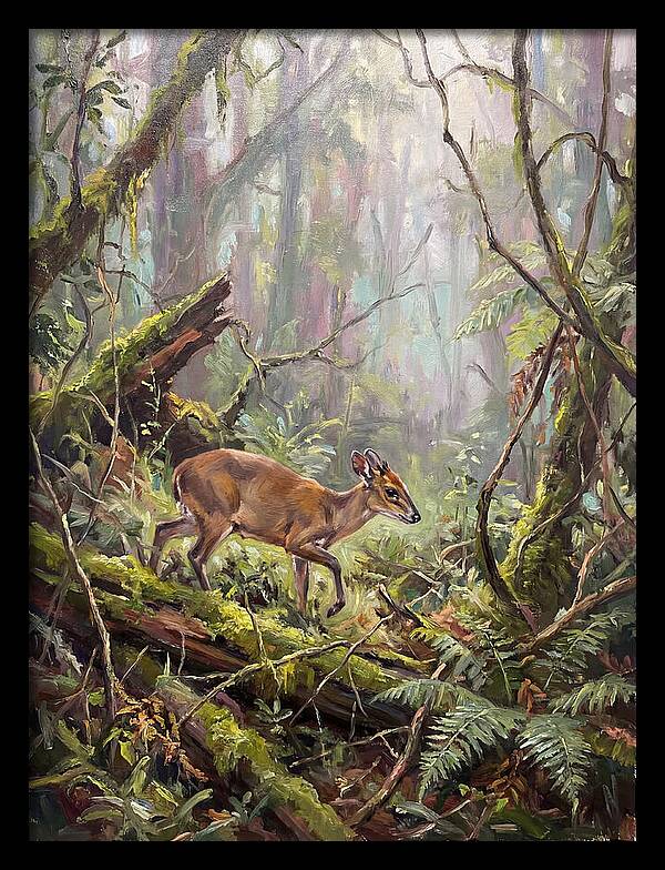 Duiker In The Misty Forest