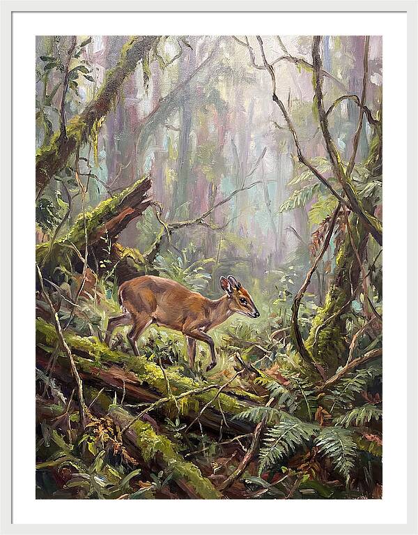 Duiker In The Misty Forest