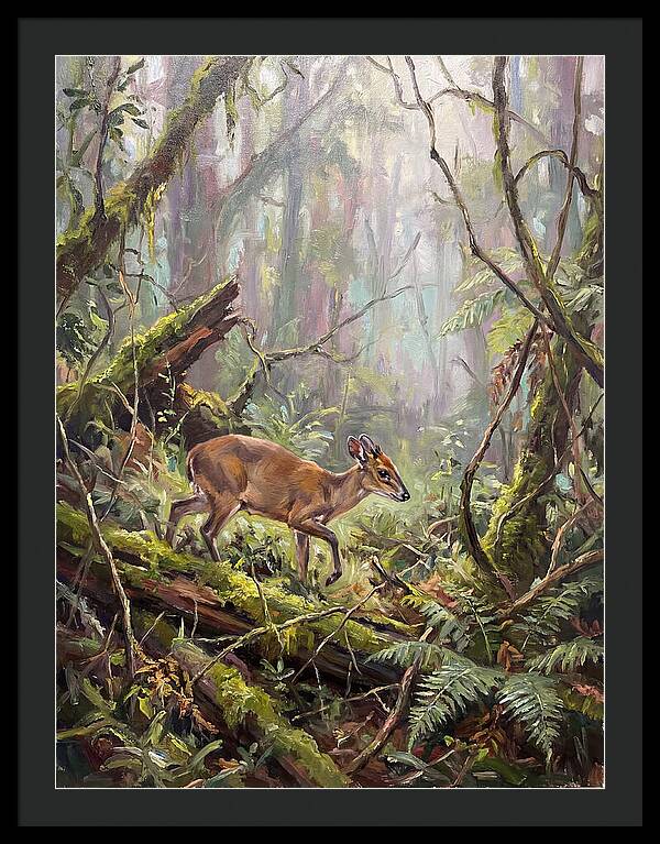 Duiker In The Misty Forest