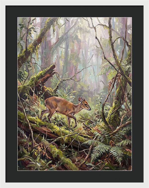 Duiker In The Misty Forest