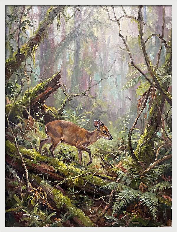 Duiker In The Misty Forest