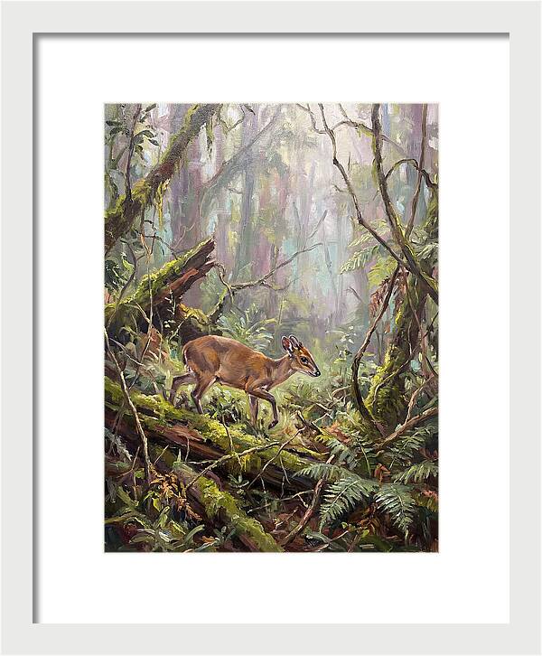 Duiker In The Misty Forest