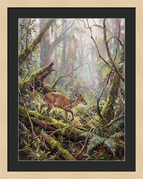 Duiker In The Misty Forest