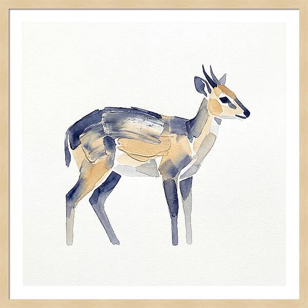 Duiker In Watercolor Elegance