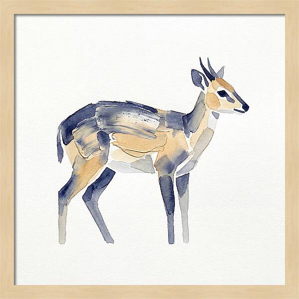 Duiker In Watercolor Elegance
