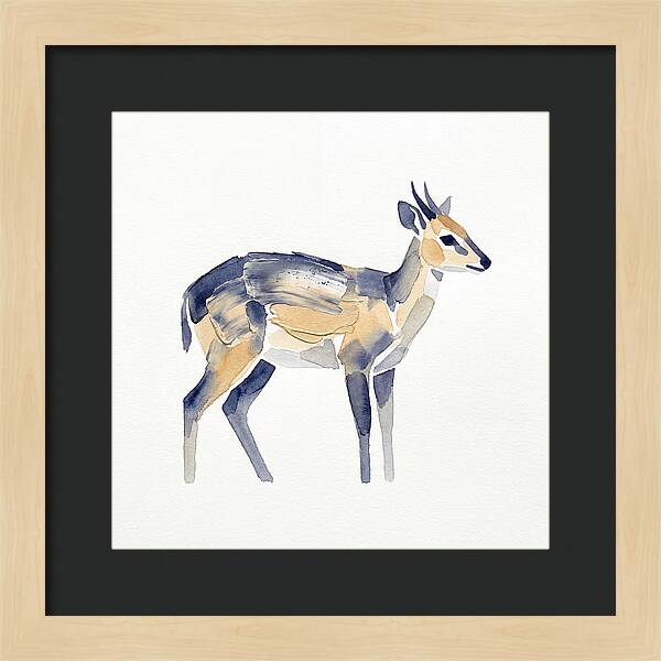 Duiker In Watercolor Elegance