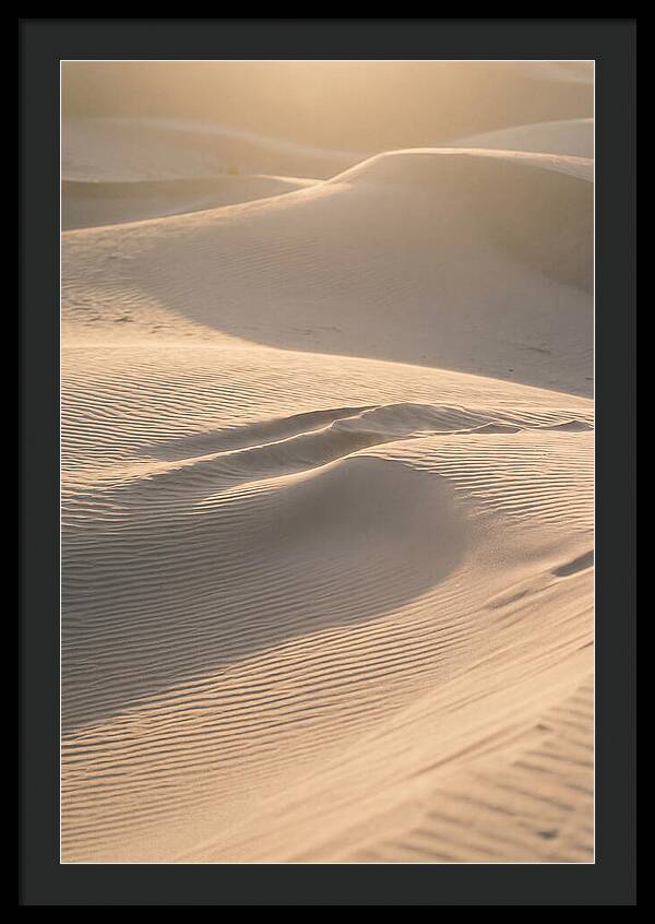 Dune Warmth At Indiana Dunes