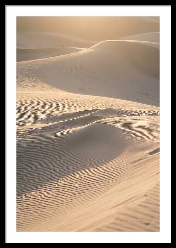 Dune Warmth At Indiana Dunes