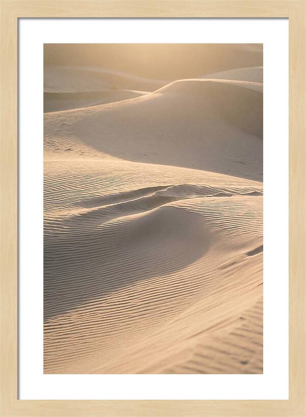 Dune Warmth At Indiana Dunes