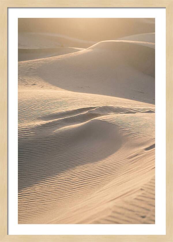 Dune Warmth At Indiana Dunes