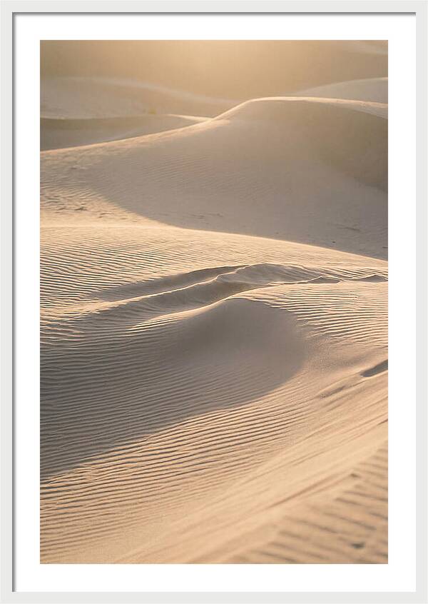 Dune Warmth At Indiana Dunes