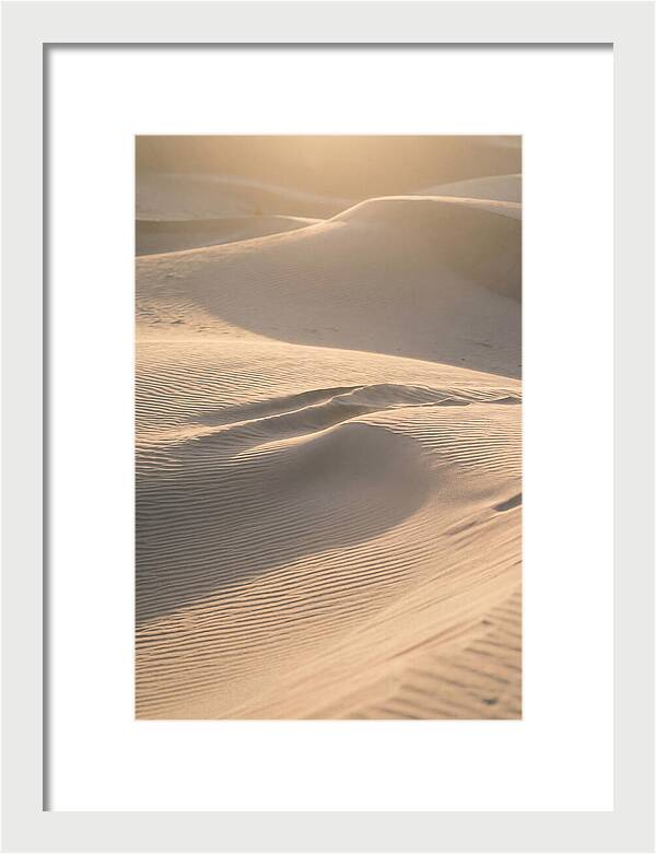 Dune Warmth At Indiana Dunes