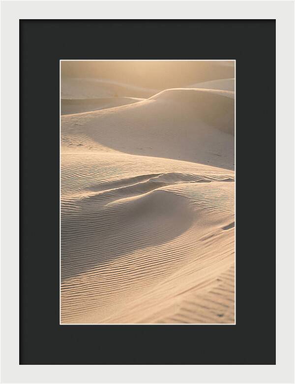 Dune Warmth At Indiana Dunes