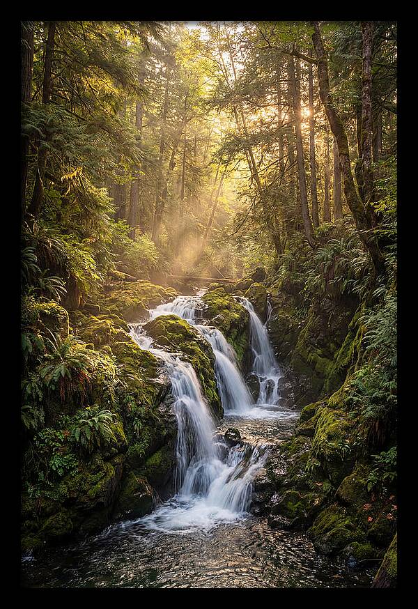 Dupont Forest Waterfall