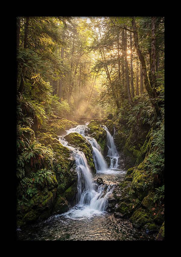 Dupont Forest Waterfall