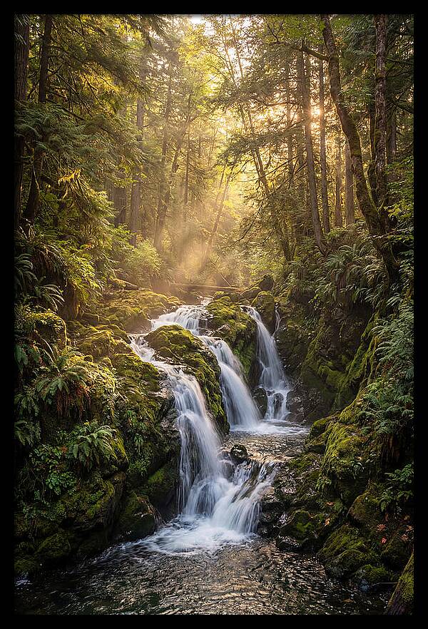 Dupont Forest Waterfall