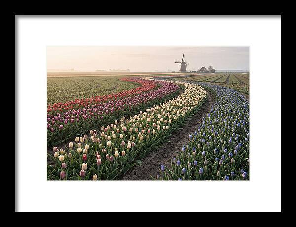 Dutch Bulb Garden With Rivers Of Color