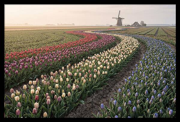 Dutch Bulb Garden With Rivers Of Color